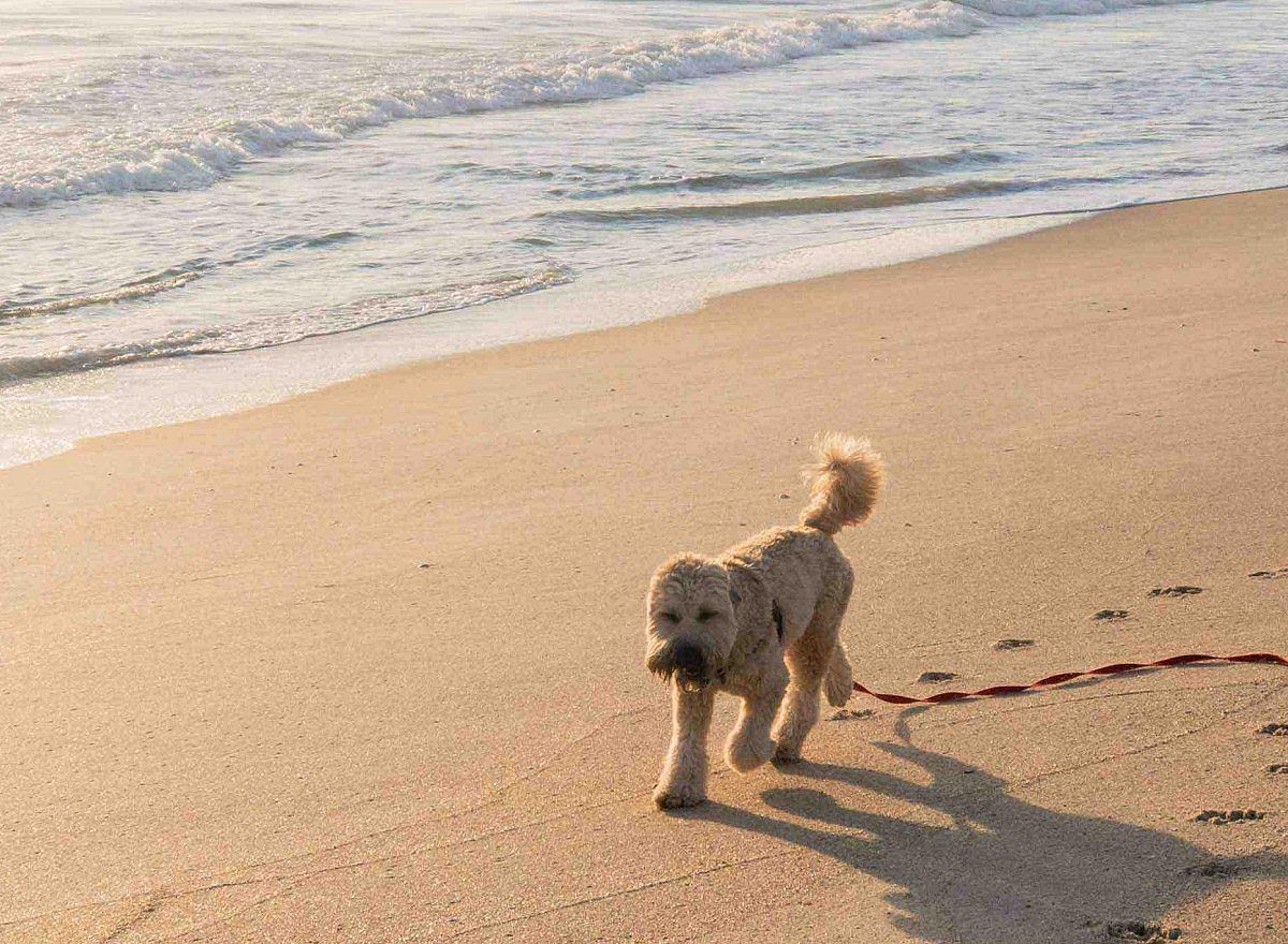 dog playing near the beach